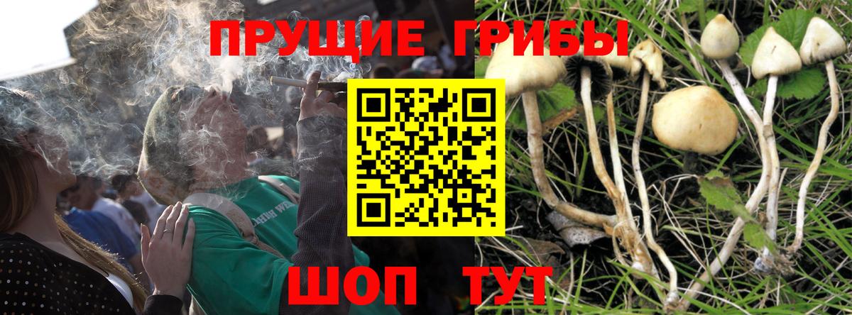 где купить   Вход с VPN  Гусев  Псилоцибиновые грибы Psilocybine cubensis  Псилоцибиновые грибы прущие грибы 